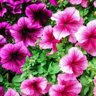 Pétunia Prisma Vena variada - 600 semillas - Petunia multiflora F2 hybrids