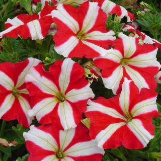 Zweifarbige Petunie – rot