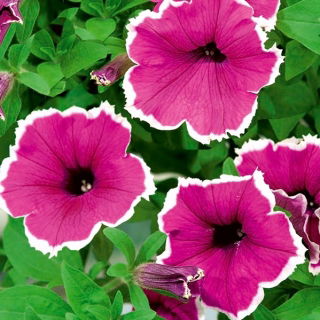 Petunia Iluzja - rosa - Petunia hyb. multiflora nana - semi