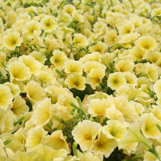 Pétunia - Cascada - jaune - 160 graines - Pétunia x hybrida pendula