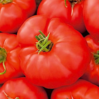 Tomate "Buffalosteak F1" - Hochwachsend für den Anbau im Freiland oder unter Schutzabdeckungen - 10 Same