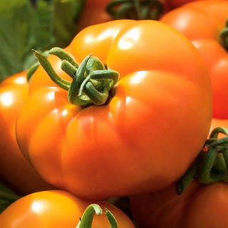 Tomato "Orange Wellington" - orange, greenhouse variety