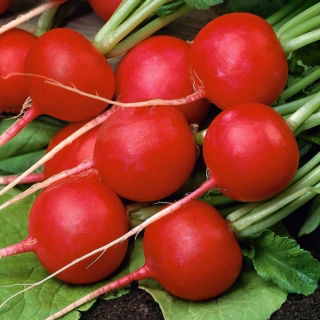 Ravanello - Falco - Raphanus sativus L. - semi
