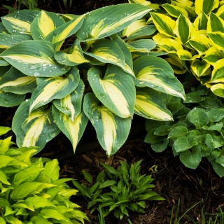Хоста семена - Hosta sp. - 18 семян