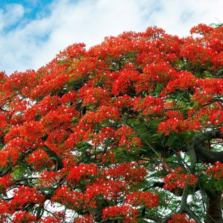 Royal Poinciana semințe - Delonix regia - 5 semințe