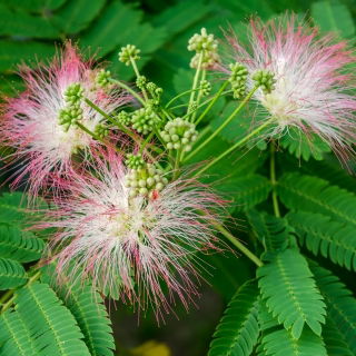 Persian Silk Tree seeds - Albizia julibrissin
