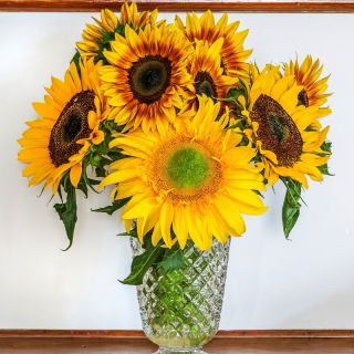 Slnečnica - stredne vysoký výber odrôd pre rezané kvety - 135 semien - Helianthus annuus - semená