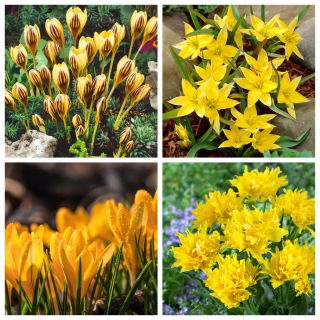 Bijuterii - crocus și lalea - 60 buc.