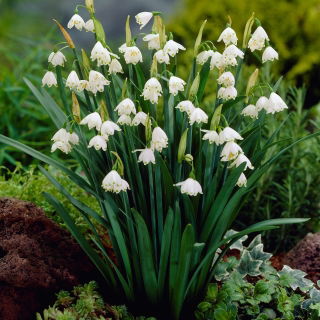 Sommarsnöklocka - paket med 5 stycken - Leucojum aestivum