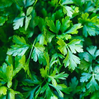 Lapinės petražolės - Festival 68 - Aromatingi lapai, auginimui tiek lauke, tiek viduje! - Šviežios sėklos