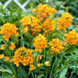 Güneş yıldızı (Ornithogalum dubium) - 5 adet; Bethlehem Yıldızı - 