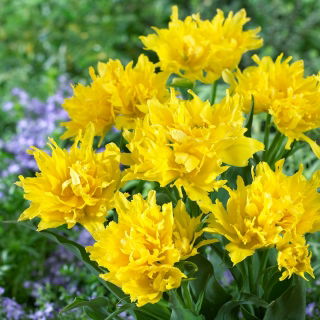 Tulipa žlutý pavouk - Tulipán žlutý pavouk - 5 květinové cibule - Tulipa Yellow Spider
