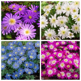 Balkan anemon - 4 set varietas - 96 pcs - 