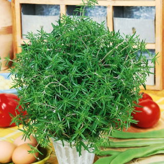 Hạt giống Savory mùa hè - Satureja hortensis - 2600 hạt