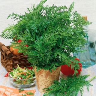 Biji caraway - Carum carvi - 350 biji - benih
