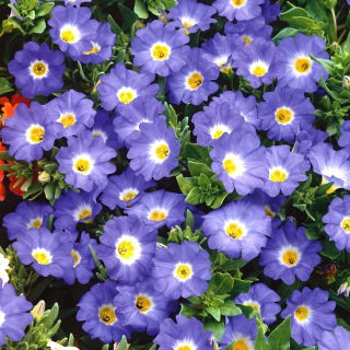 Nolana - Nolana paradoxa - Charming Summer Blooms, Low-Growing Elegance - Fresh Seeds