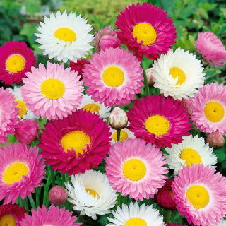 Acroclinium - Helipterum roseum - Fleurs vibrantes, parfaites pour le séchage - Graines fraîches