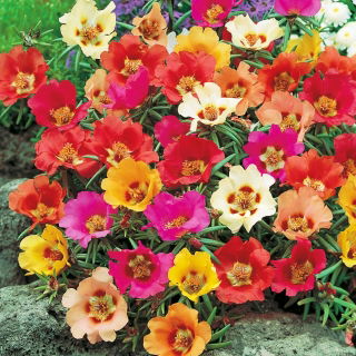 Praktportlak - Portulaca grandiflora - Kompakt skönhet för rabatter och krukor - Färska frön