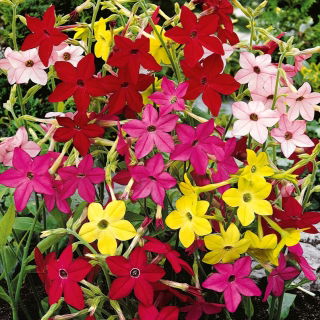 Tabakas kvapusis - (Nicotiana alata) - Drugelių traukos centras saulėtuose soduose - Šviežios sėklos