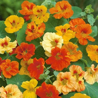 Semillas mezcladas de capuchina enana - Tropaeolum majus var. nanum - 24 semillas