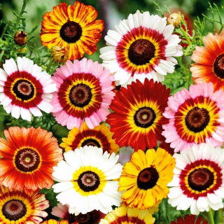 دانه های دانه ای رنگی Daisy Tricolor Rainbow - Chrysanthemum carinatum - 750 دانه