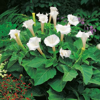 Indisk spikklubba - Datura metel - Slående vita blommor för doftande kvällar - Färska frön