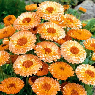 Ringblomsten - Pink Surprise - 120 frø - Calendula officinalis