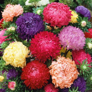Ochiul boului Paeonia - amestec de culori - Callistephus chinensis - Flori superbe, asemănătoare bujorului, în nuanțe variate - Semințe proaspete