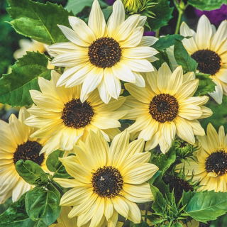 Sonnenblume - Vanille Ice - Helianthus debilis - Cremige Blüten, ideal für Sträuße - Samen