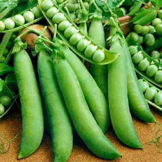 Pois à Rames - Telefon - 500 g - Plantes imposantes pour des rendements élevés - Graines fraîches