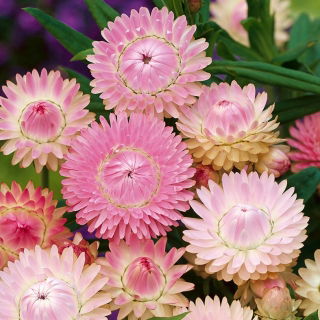 Siempreviva - rosa - Helichrysum bracteatum - Color impresionante, ideal para arreglos secos - Semillas frescas