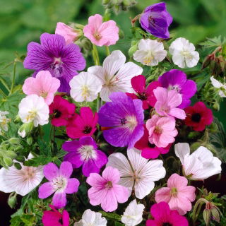 Geranium - fajta keverék; daru számla, daruilló - 15 mag - magok
