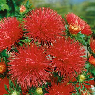 Reine Marguerite - Fleurs de Griffes - Rouge - Callistephus chinensis - Rouge gracieux, idéal pour les arrangements - Graines fraîches