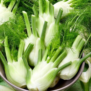 Fennel "Fino" - 200 biji - Foeniculum vulgare Mill - benih