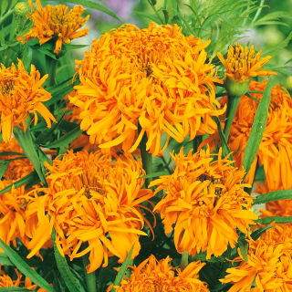 African Marigold - Fantastic - Orange - Tagetes erecta - Hardy Blooms, Perfect for Sunny Beds - Fresh Seeds