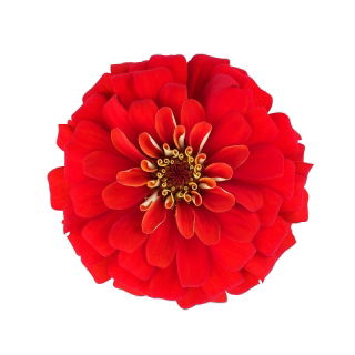 Puikioji gvaizdūnė - Liliput Scarlet Gem - 81 sėklos - Zinnia elegans