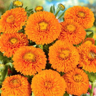 Pot marigold "Geisha Girl" - 108 biji - Calendula officinalis