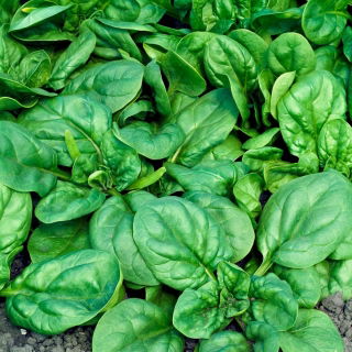 BIO - Bayam "Geant d'hiver" - benih organik bersertifikat - 800 biji - Spinacia oleracea L.
