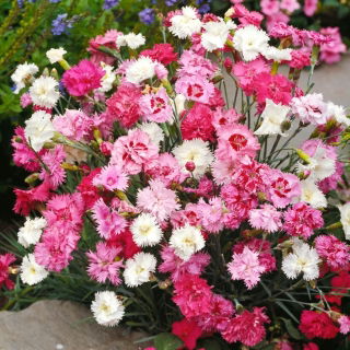 Common pink "Spring Beauty" - variety mix; garden pink, wild pink