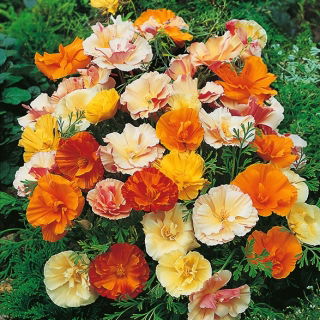 Kalifornischer Mohn 'Ballerina' - Sortenmischung; Goldmohn, Kalifornischer Kappenmohn, Schlafmützchen