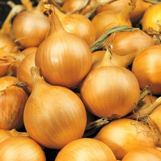 Keltasipuli - Sochaczewska - 1250 siemenet - Allium cepa L.