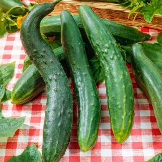 Timun Cina Slangen biji - Cucumis sativus - 175 biji - benih