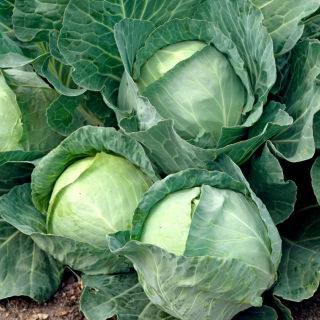 Wittekool - Roem van Enkhuizen 2 - wit - 400 zaden - Brassica oleracea convar. capitata var. alba