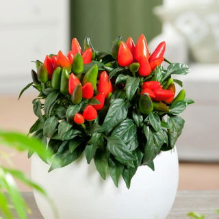 Semi di pepe ornamentale - Capsicum annuum - 40 semi - Capsicum annum L.
