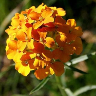 Szibériai sárgaviola - Cheiranthus allionii - Napon érlelt virágfürtök, tökéletes ágyásokba - Friss vetőmagok