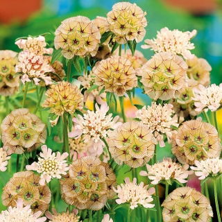 Starflower Penselfrö - Scabiosa stellata - 25 frön