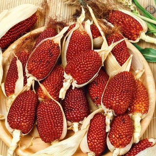 Okrasná, jahodová kukurica! - 39 semien - Zea mays var. japonica Strawberry Corn - semená