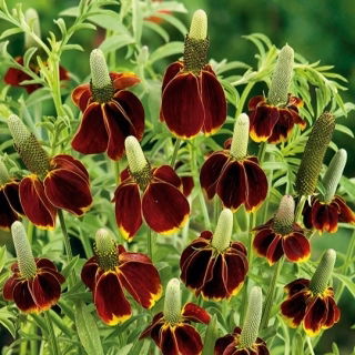 Semi di cappello messicano - Ratibida columnifera - 120 semi