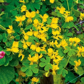 Canary Creeper, Canary Bird Vine frön - Tropaeolum peregrinum - 22 frön