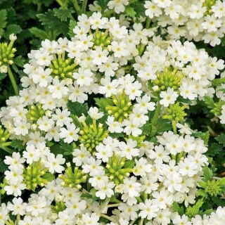 Biji Verbena putih - Verbena x hybrida - 120 biji